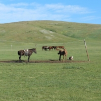 mongolia-changaj-2012-010