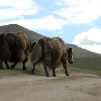 mongolia-changaj-2012-093